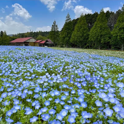 Menard Aoyama Resort