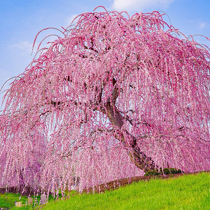 Suzuka Forest Garden