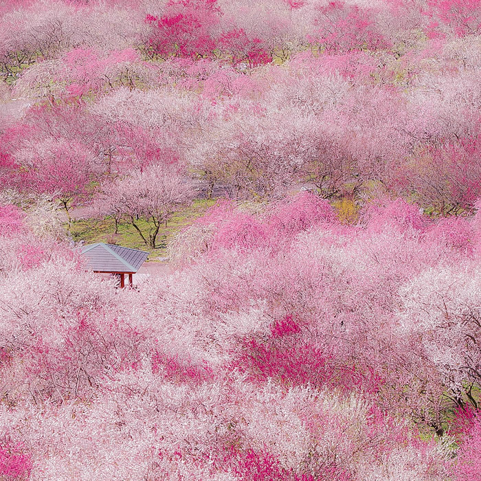 Inabe City Agricultural Park