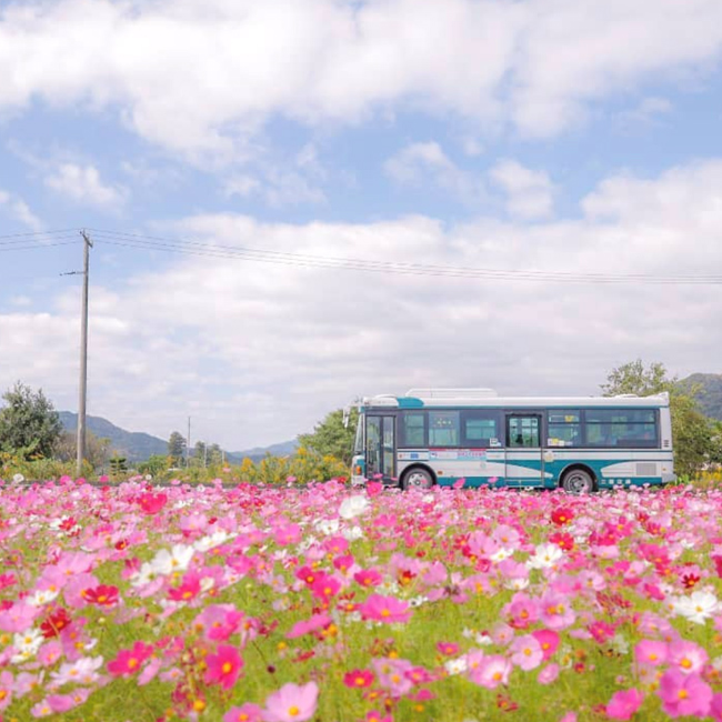 Cosmos Field in Sanbikida, Taki