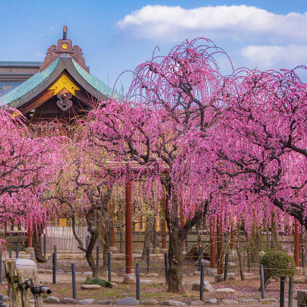 Yuki Shrine