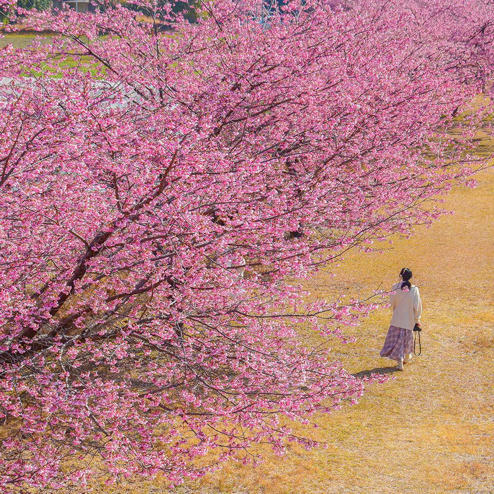 Tanemaki Gonbei-no-Sato, Kihoku Town