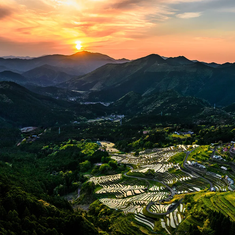 Maruyama Senmaida (Kumano City)