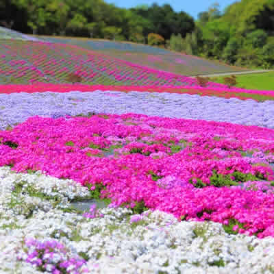 Shibazakura Park