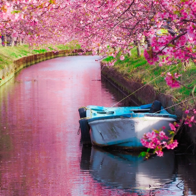 Kasamatsu Kawazu cherry blossoms Road