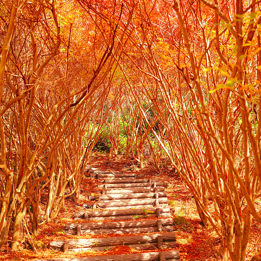 Maruyama Park, Odai Town