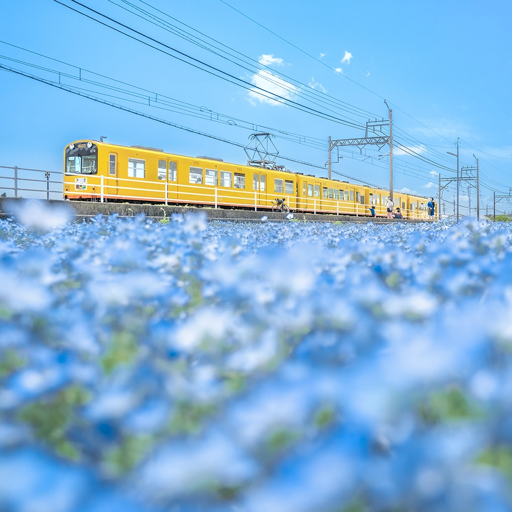 Along the railroad line at Oizumi Station, Inaba City