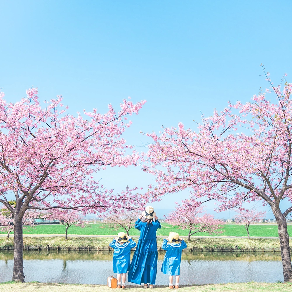 Kasamatsu Kawazu Sakura Road, Matsusaka City