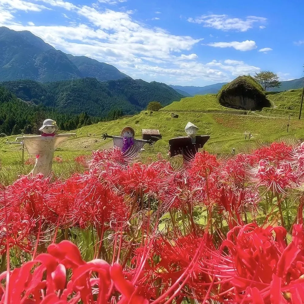 Maruyamasenmaida (Maruyama Terraced Rice Fields), Kumano City