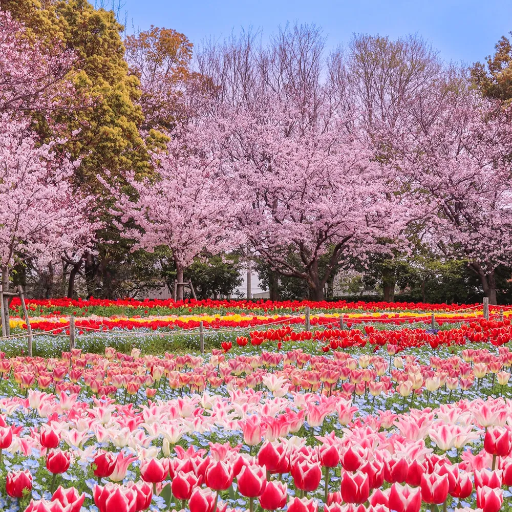 Nabana no Sato(Kuwana City)