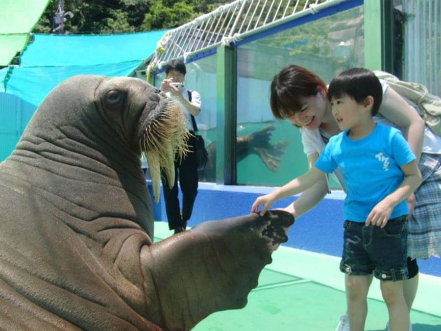 伊勢夫婦岩Fureai水族館 ISE Sea Paradise