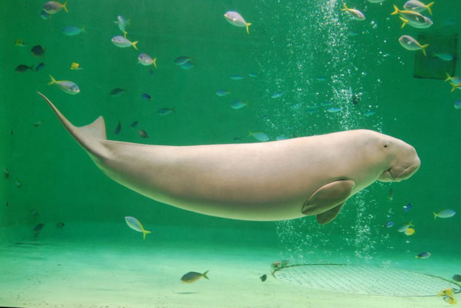 飼育種数日本第一　鳥羽水族館