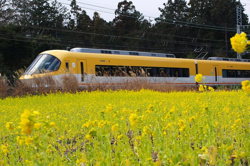 療癒人心，有油菜花和電車的風景 「齋宮跡」