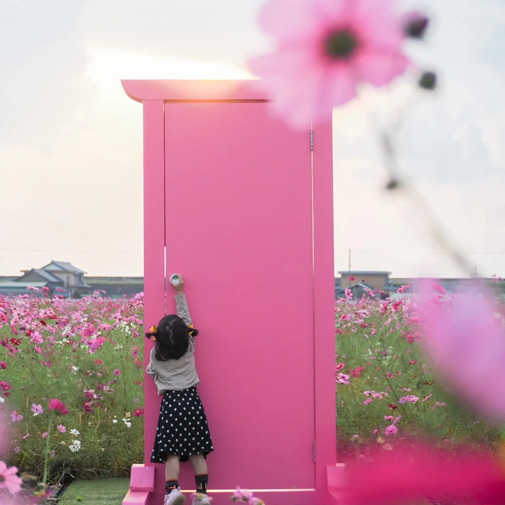 Cosmos Field (Kisosaki Town)