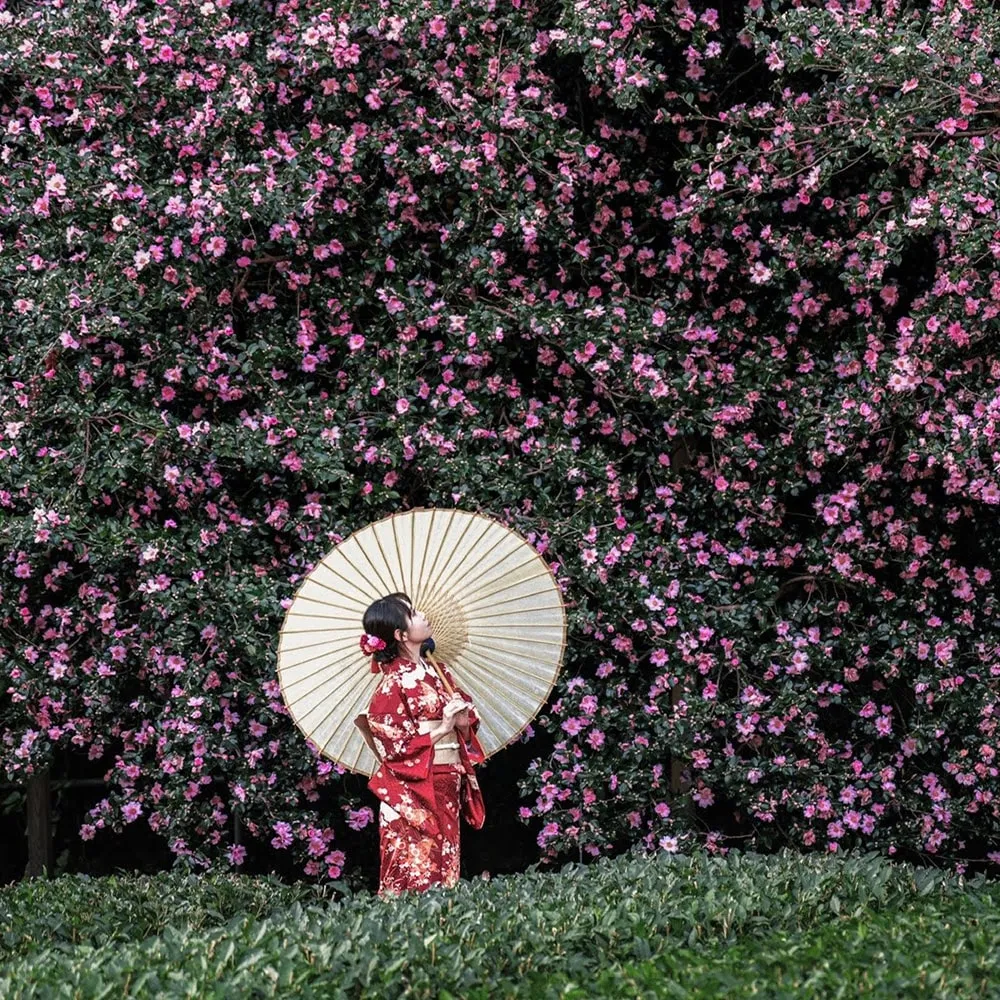 Kayumi Camellia (Matsusaka City)