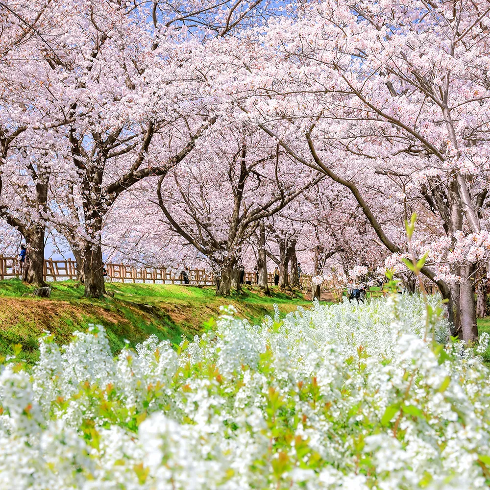 Ishigakiike Park(Suzuka City)